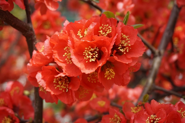 Nature blossom plant fruit Photo