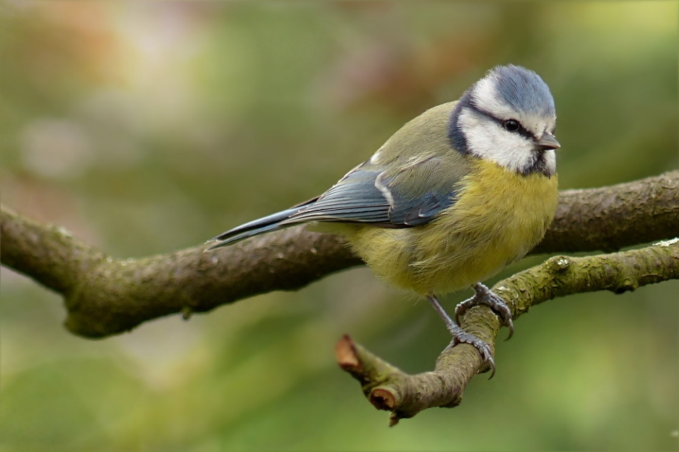 Baum natur zweig vogel