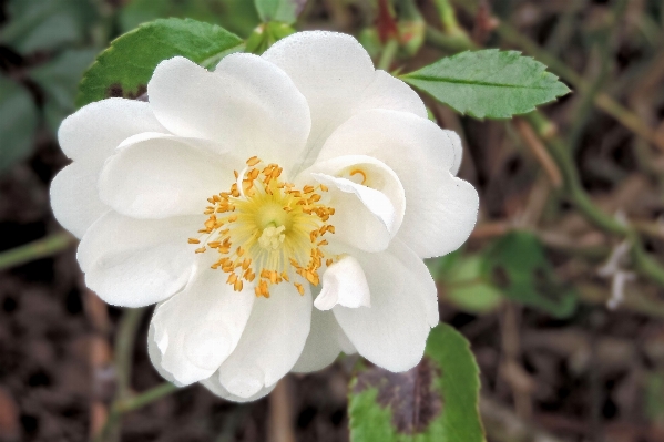 Blossom plant white flower Photo