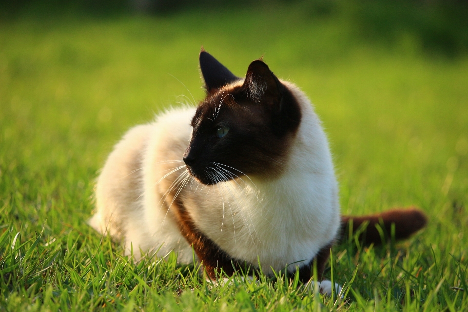 草 草地 小猫 猫