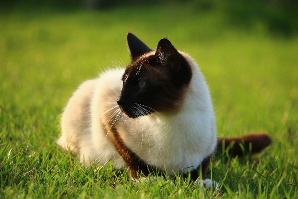 Foto Grama gatinho gato mamífero