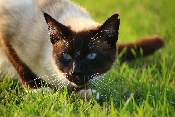 Foto Grama gatinho gato mamífero