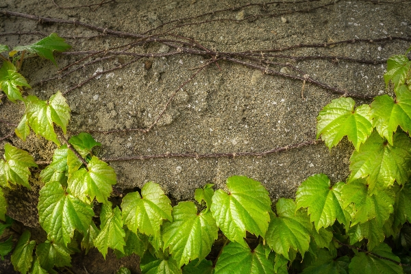 Tree nature branch abstract Photo