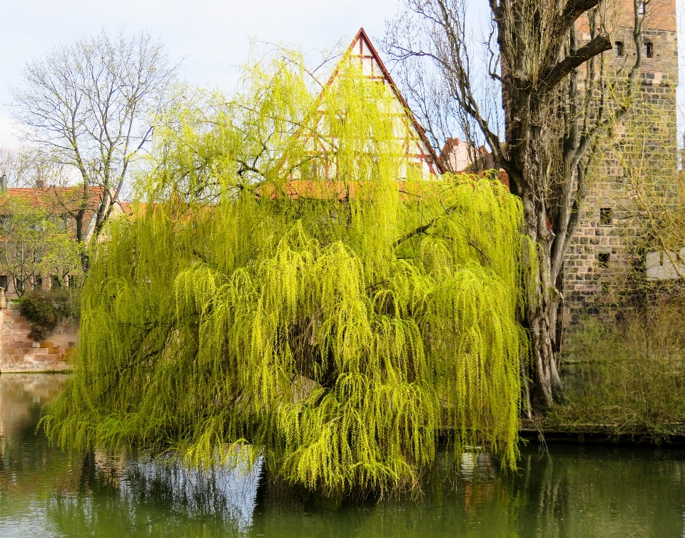 Albero ramo pianta foglia