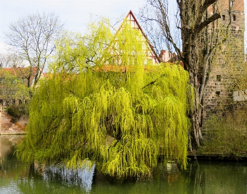 Tree branch plant leaf Photo