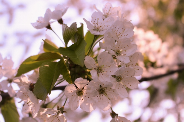 Tree nature branch blossom Photo