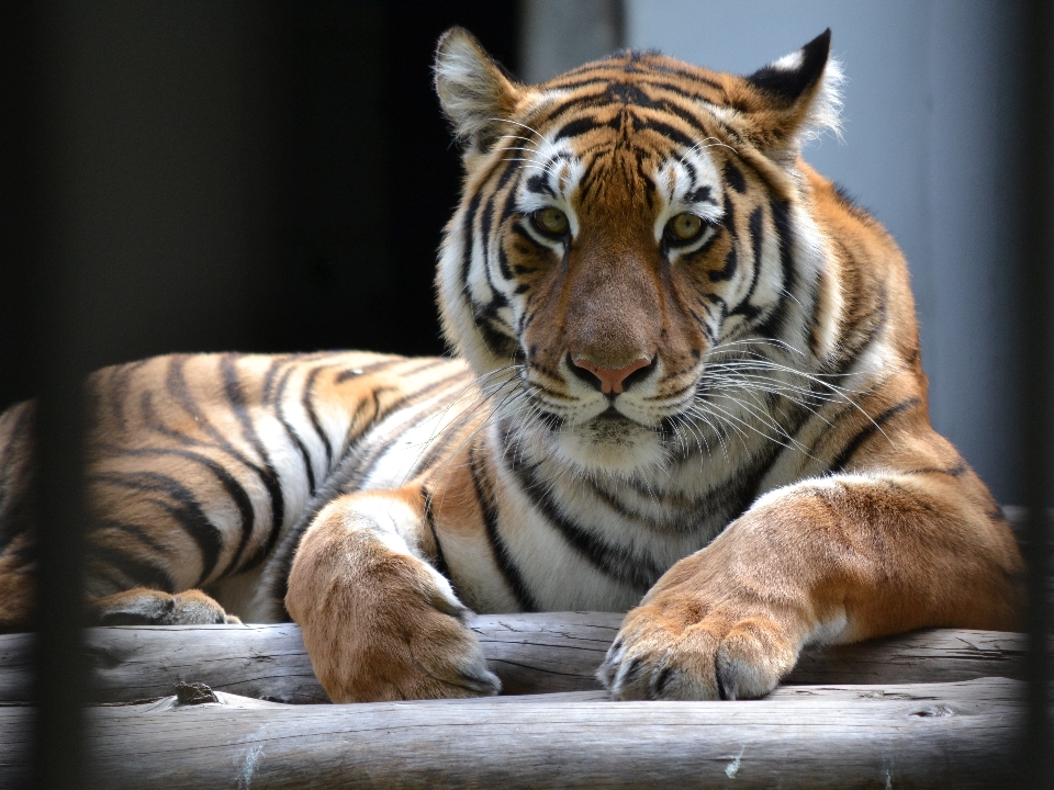 Fauna silvestre zoo mamífero depredador