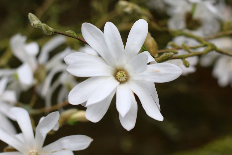 Tree nature branch blossom