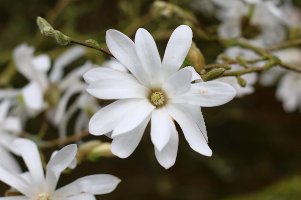 Tree nature branch blossom Photo