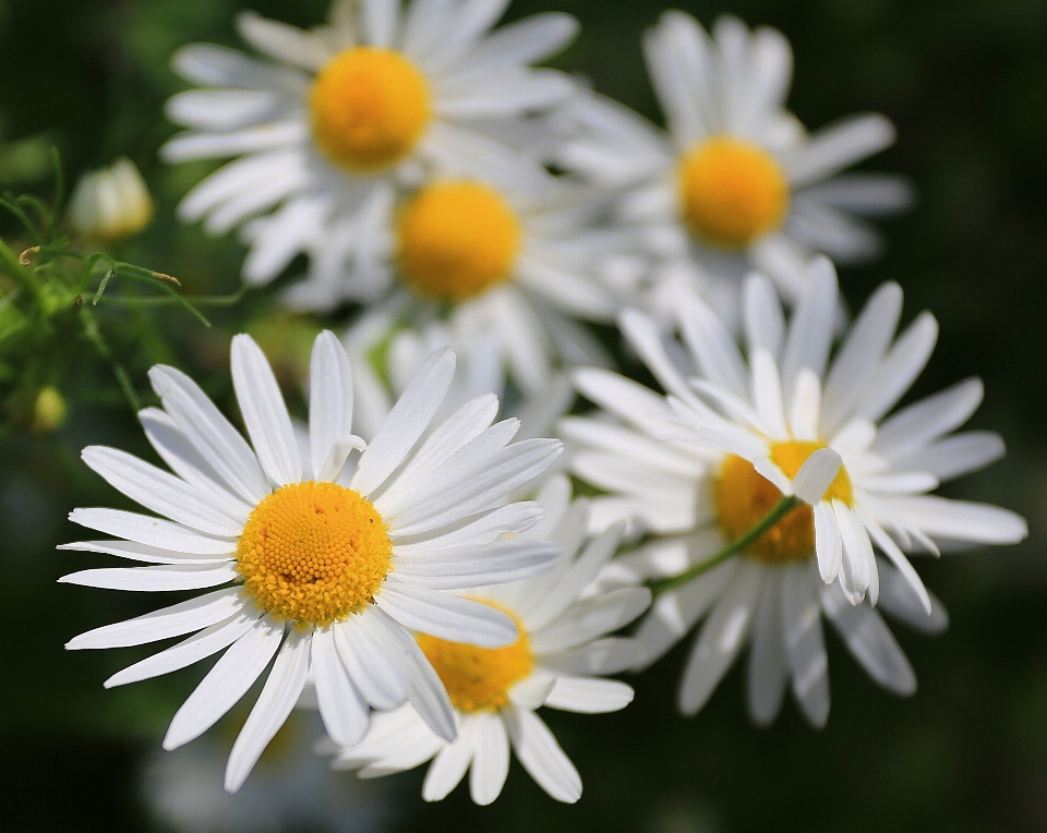 Nature blossom plant white