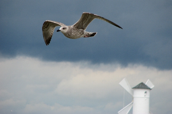 Bird wing windmill seabird Photo