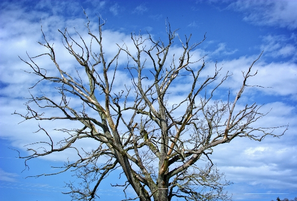 Tree nature grass branch Photo