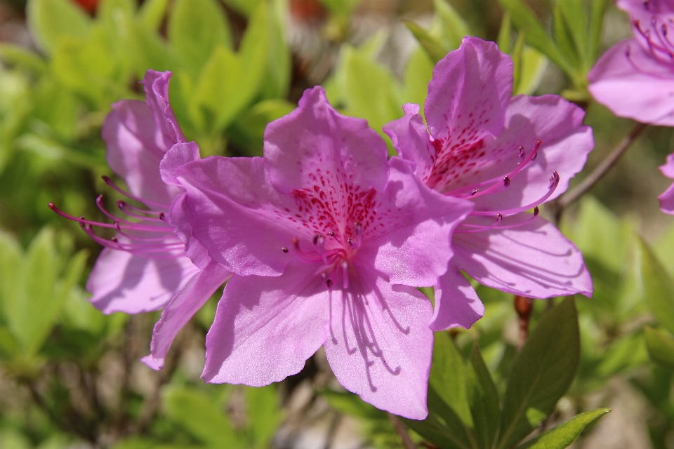 Nature fleurir usine fleur