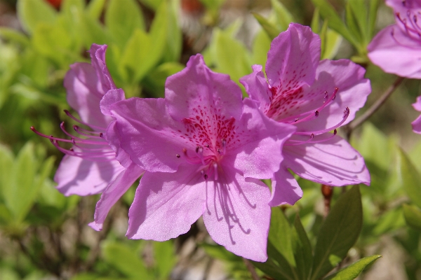 Nature blossom plant flower Photo