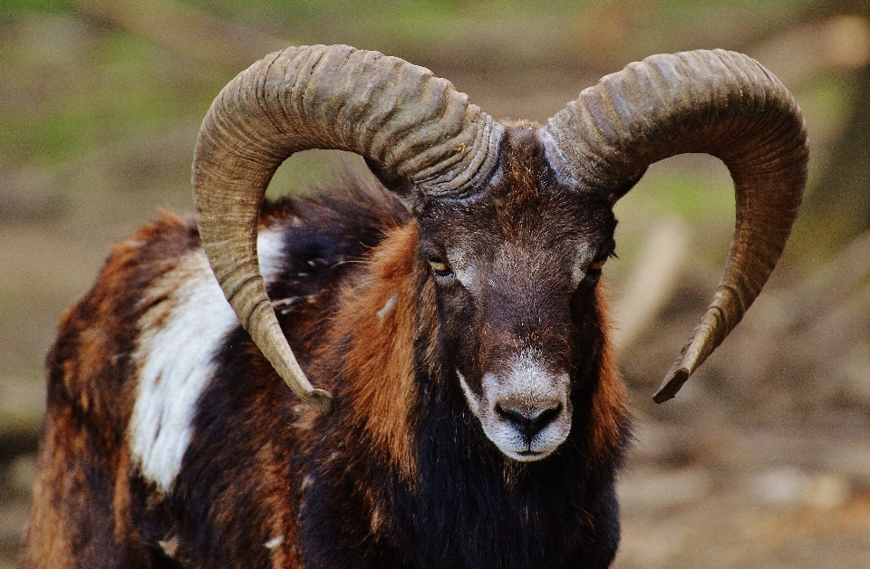 Natura mężczyzna dzikiej przyrody dziki