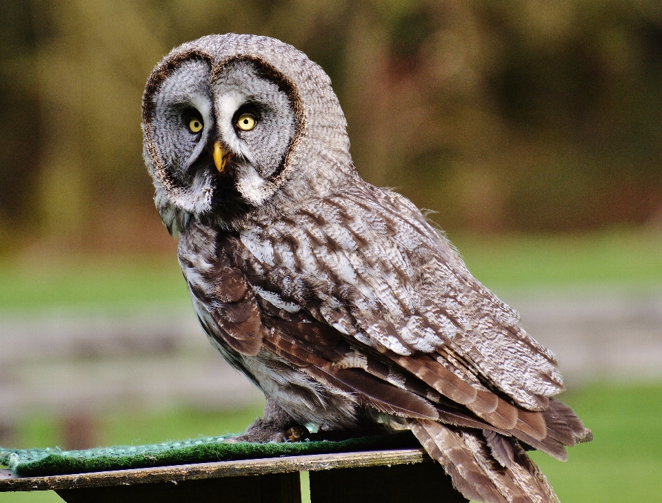 Natura uccello ala carino