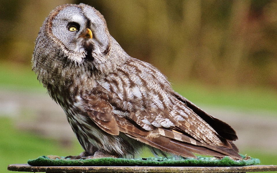 Natura uccello ala carino