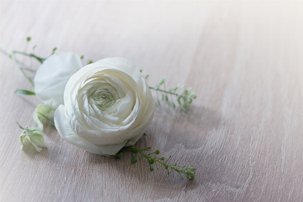 Hand blossom plant white Photo