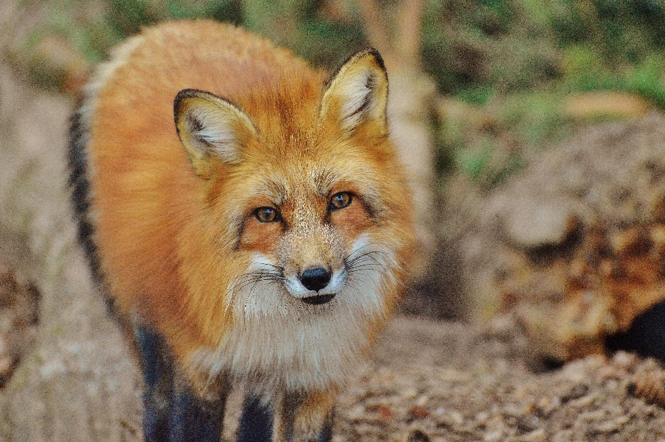 Nature animal faune zoo