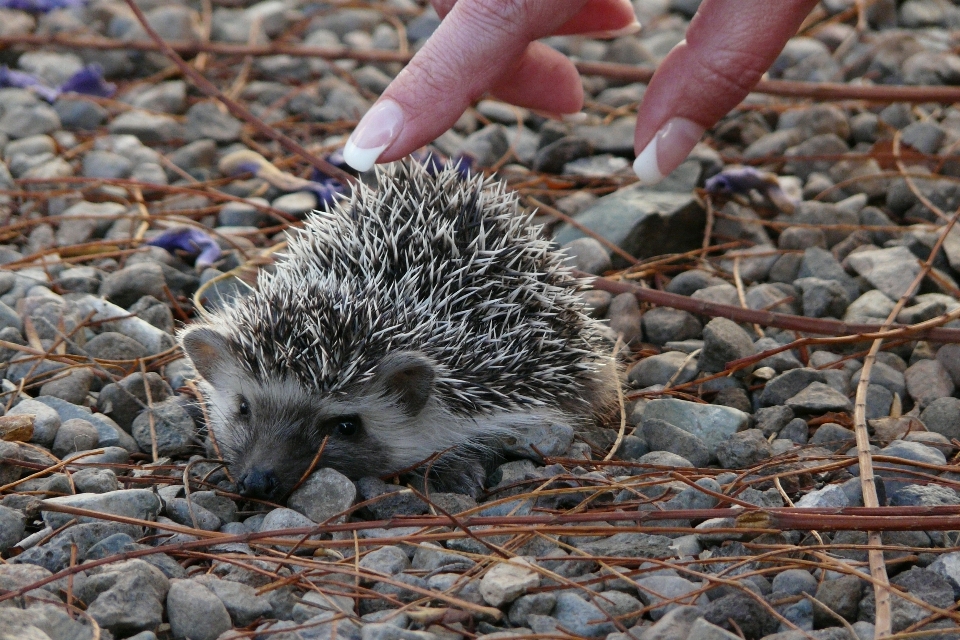 Spinoso
 animale carino animali selvatici