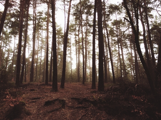 Landscape tree nature forest Photo