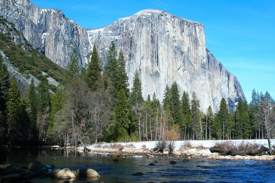 Landscape tree forest wilderness