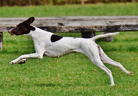 Meadow play dog cute Photo