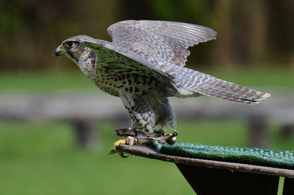 Foto Alam burung sayap satwa