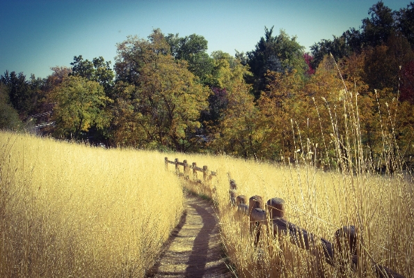 Landscape tree nature grass Photo