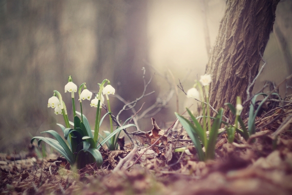 Foto Natura foresta erba leggero