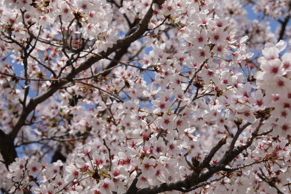 Nature branch blossom plant Photo