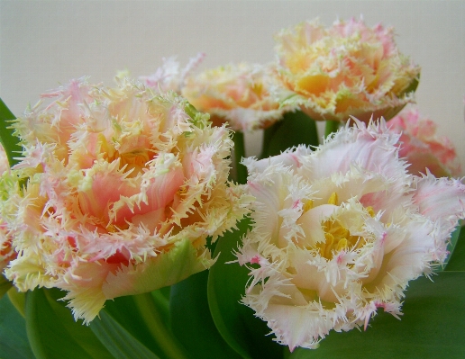 花 植物 花弁 フローラ 写真