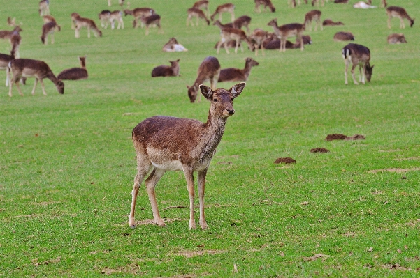 Foto Naturaleza pradera
 rebaño
 fauna silvestre