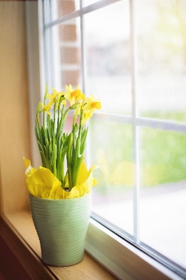 Table nature blossom plant Photo