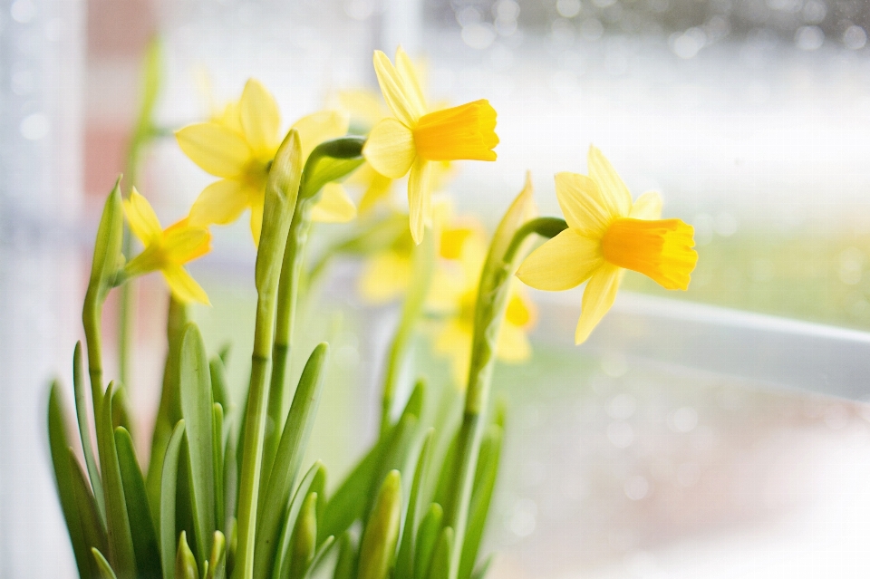 Natur gras anlage blume