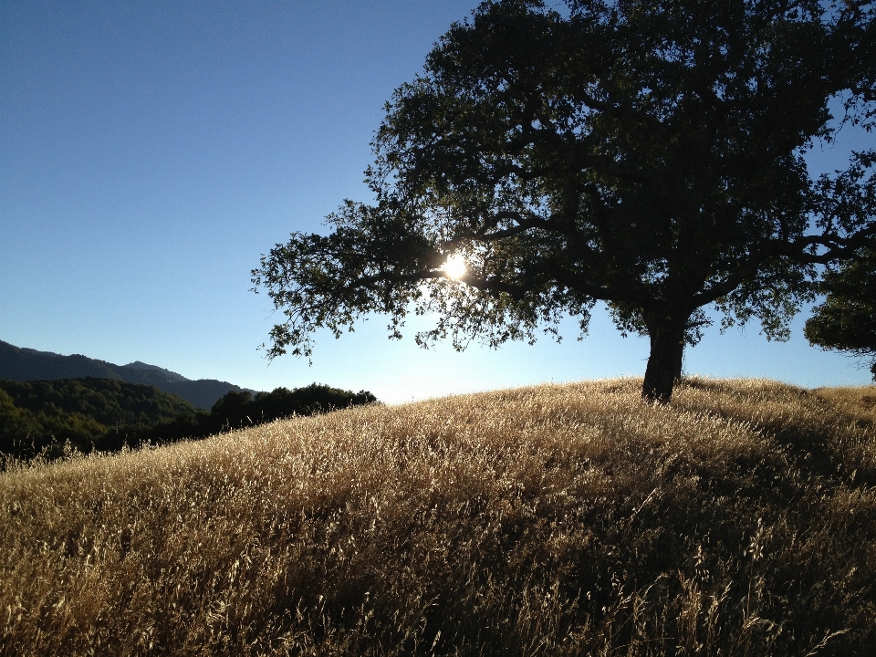 Landscape tree nature forest