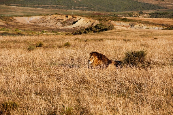 Nature grass wilderness prairie Photo