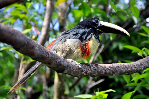 Nature branch bird pen Photo