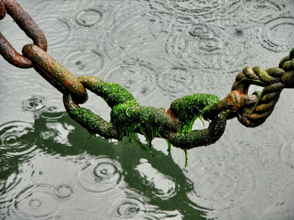 水 ブランチ ロープ 雨