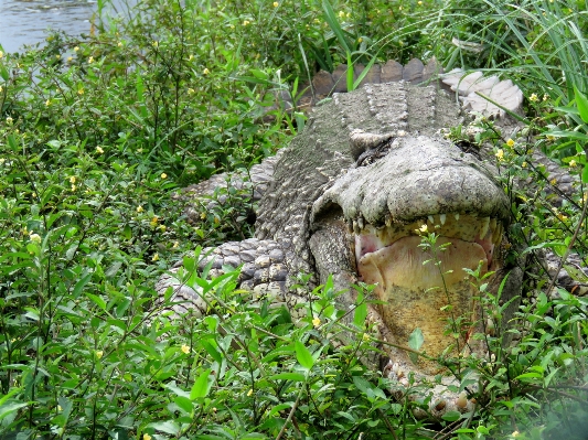 Wetlands wildlife jungle botany Photo