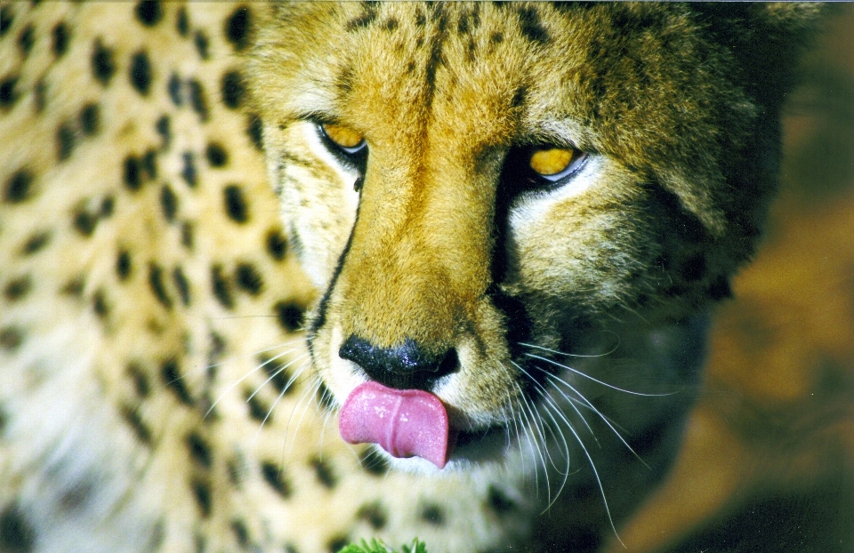 Tierwelt katze afrika säugetier