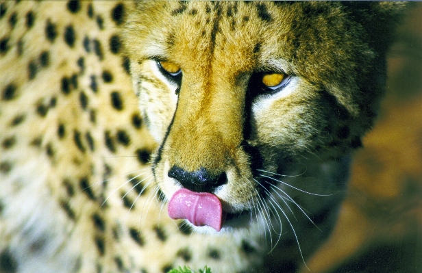 Foto Animais selvagens gato África mamífero