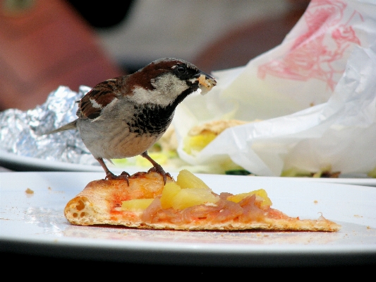 鳥 皿 食事 食べ物 写真