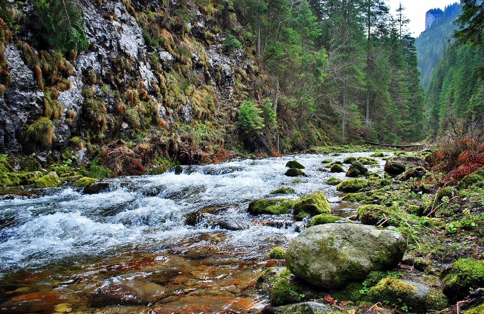 árbol agua bosque rock