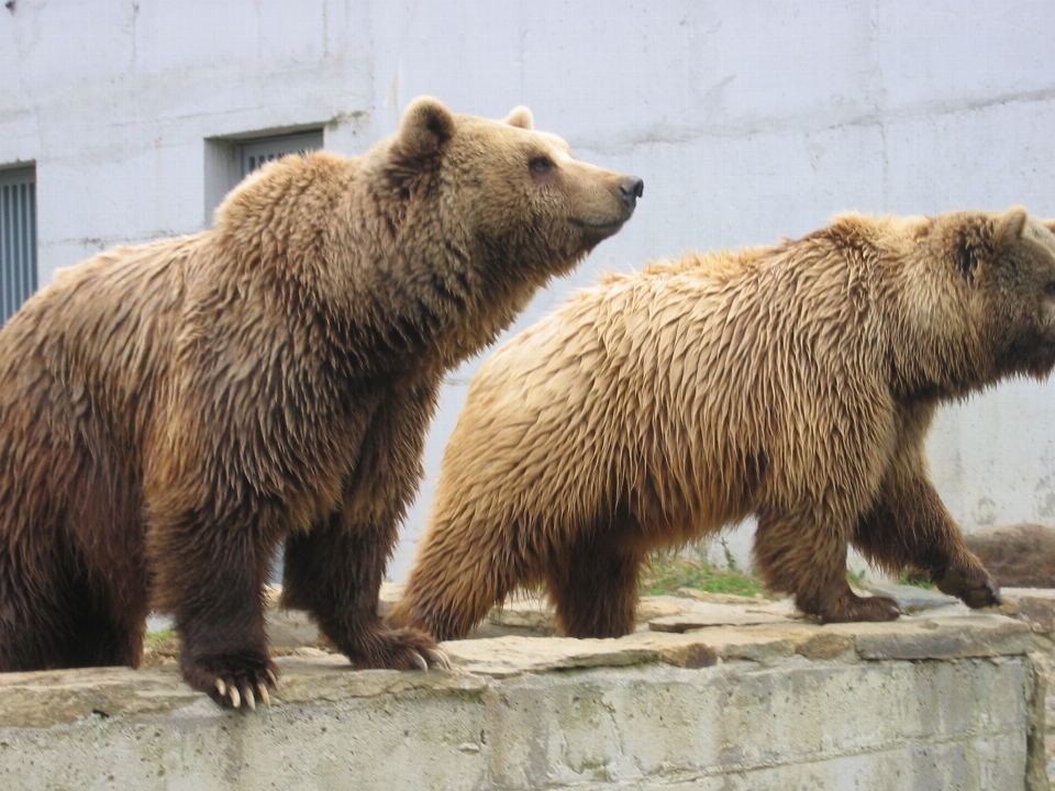 Animal ours faune zoo