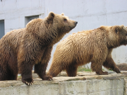 Animal bear wildlife zoo Photo