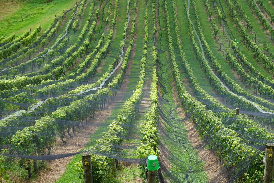 Paesaggio vigneti vino campo