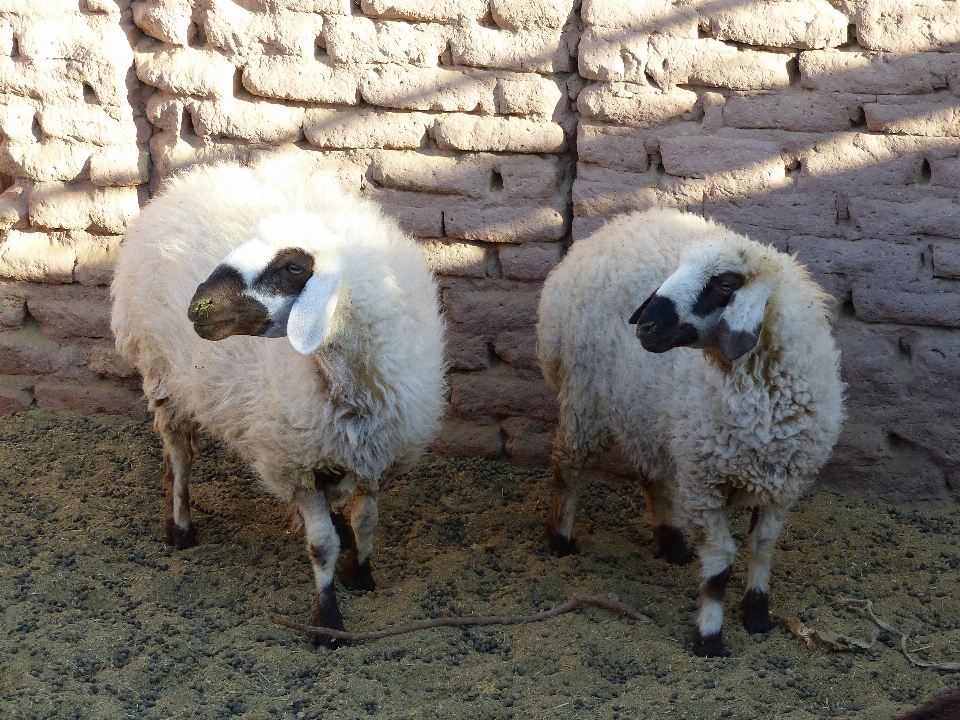 Desierto rebaño pastar
 pasto
