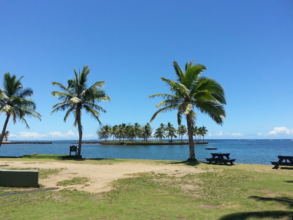 ビーチ 海 海岸 木