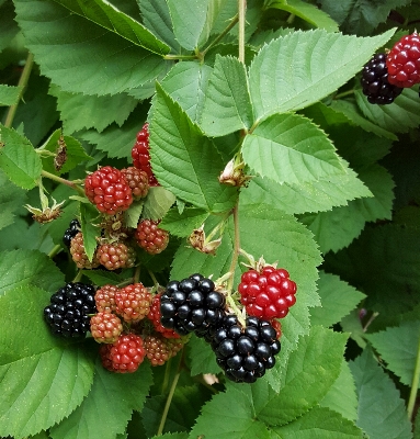 植物 ラズベリー フルーツ ベリー 写真